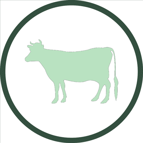 Cow-Icon-Edited-1-1